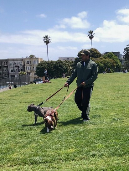 Dolo Park Incident Photo 2