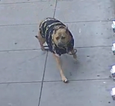 SFPD Seeking Public's Help Locating Elder Abuse Victim's Dog