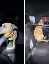 Image of missing dog recovered by officers
