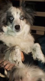 Stolen dog Jackson being returned to owner