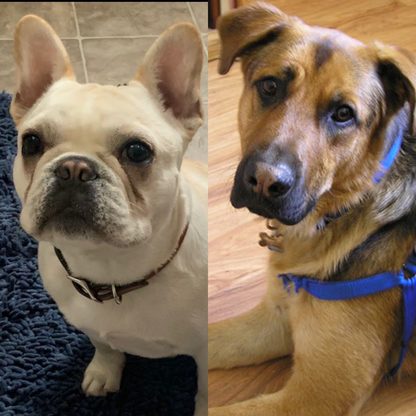 Photo of Two Missing Dogs