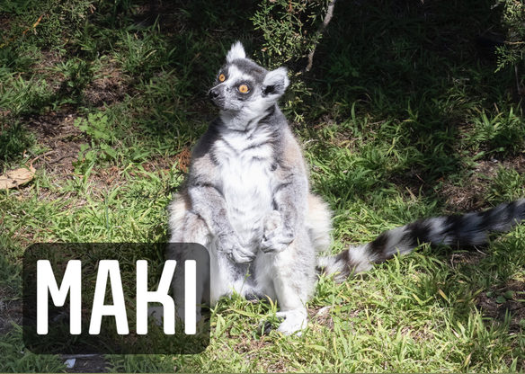 Photo of "Maki" the missing Lemur