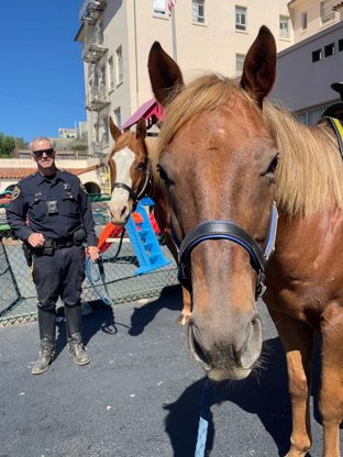 Photo of new horses entering the SFPD Mounted Unit