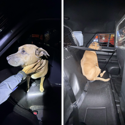 Image of missing dog recovered by officers