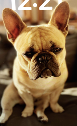 Image of missing dog