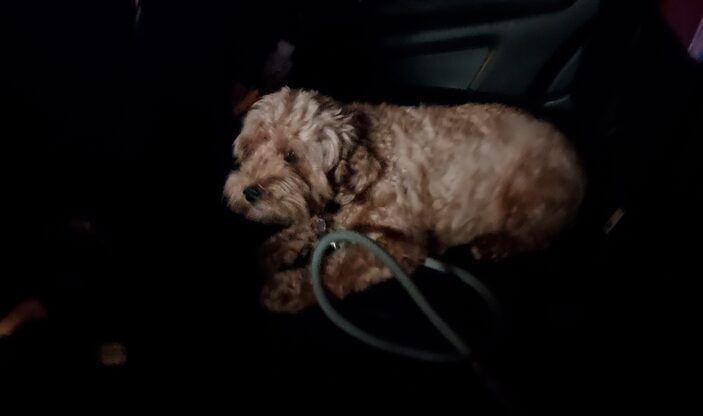 Image of stolen dog recovered by officers